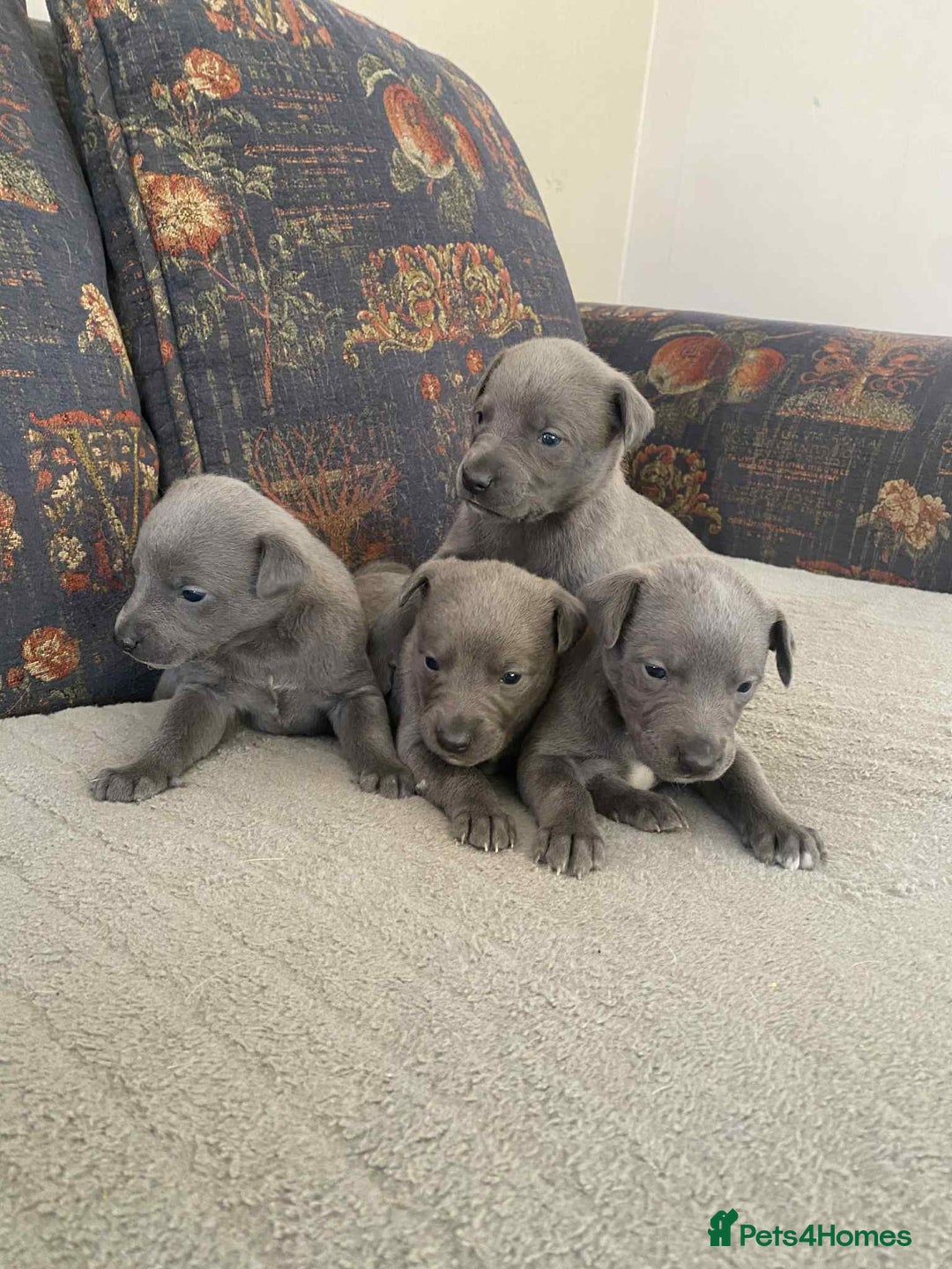 Whippet dogs for sale: 4 beautiful whippet puppies - Advert 16