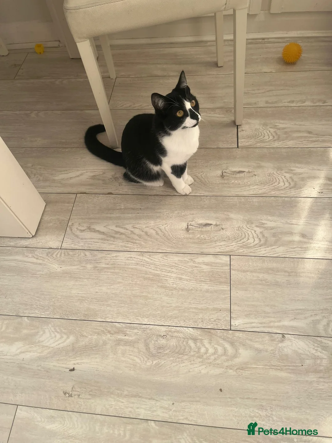 Mixed Breed cats for sale: female cat - Advert 2