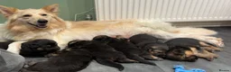 German Shepherd dogs for sale: 1 chunky boy ready to leave - Advert 15