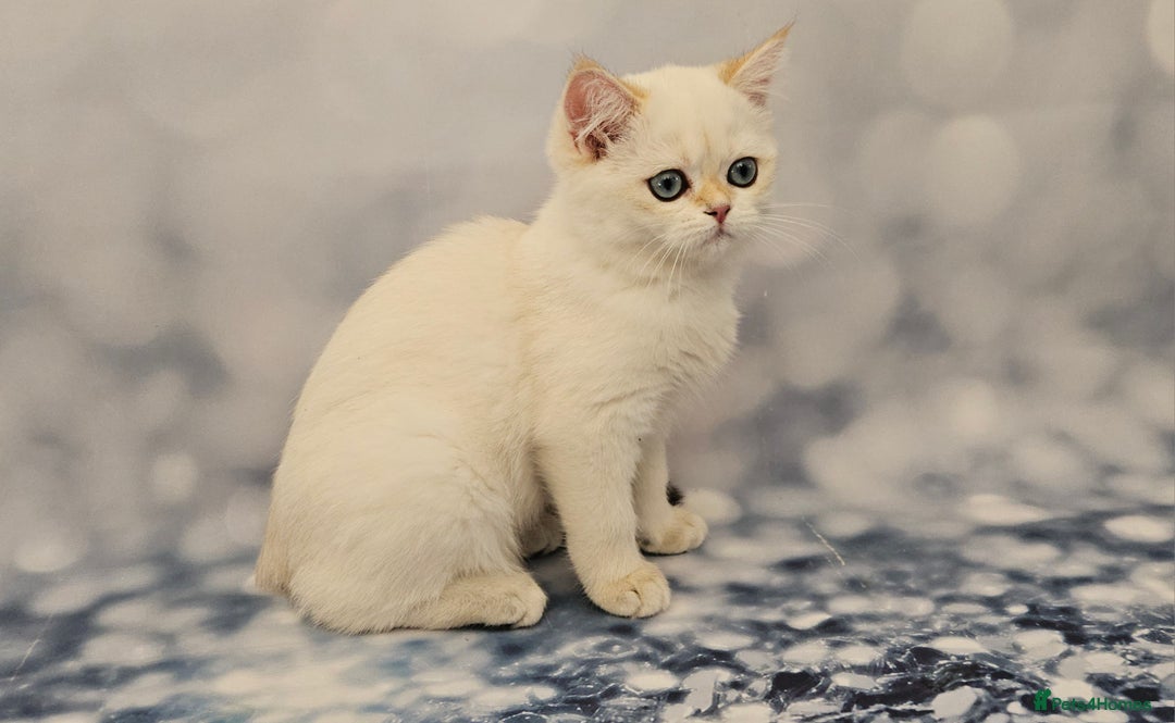 British Shorthair cats for sale: Excellent Scottish straight and fold kittens - Image 27