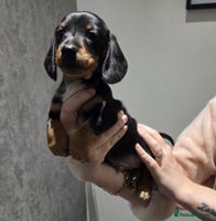 Miniature Dachshund dogs - Advert 3