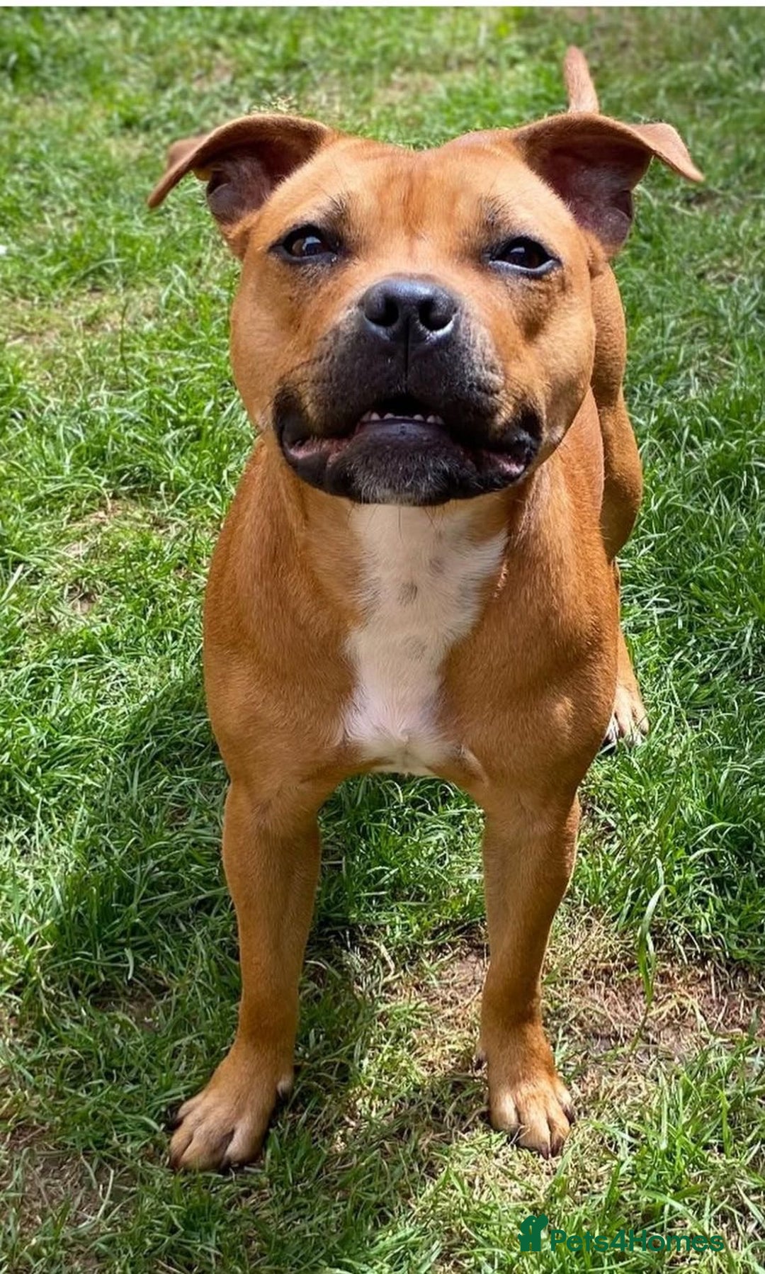Staffordshire Bull Terrier dogs for sale: KC Staffordshire bull terriers 🧡🧡🏆🩸 REDS  - Image 31