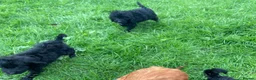 Cockapoo dogs for sale: F1 Black Cockapoo puppies - Advert 13