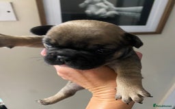 French Bulldog dogs for sale: 2 male French bulldog puppies for sale  - Image 1