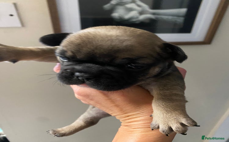 French Bulldog dogs - Advert 1