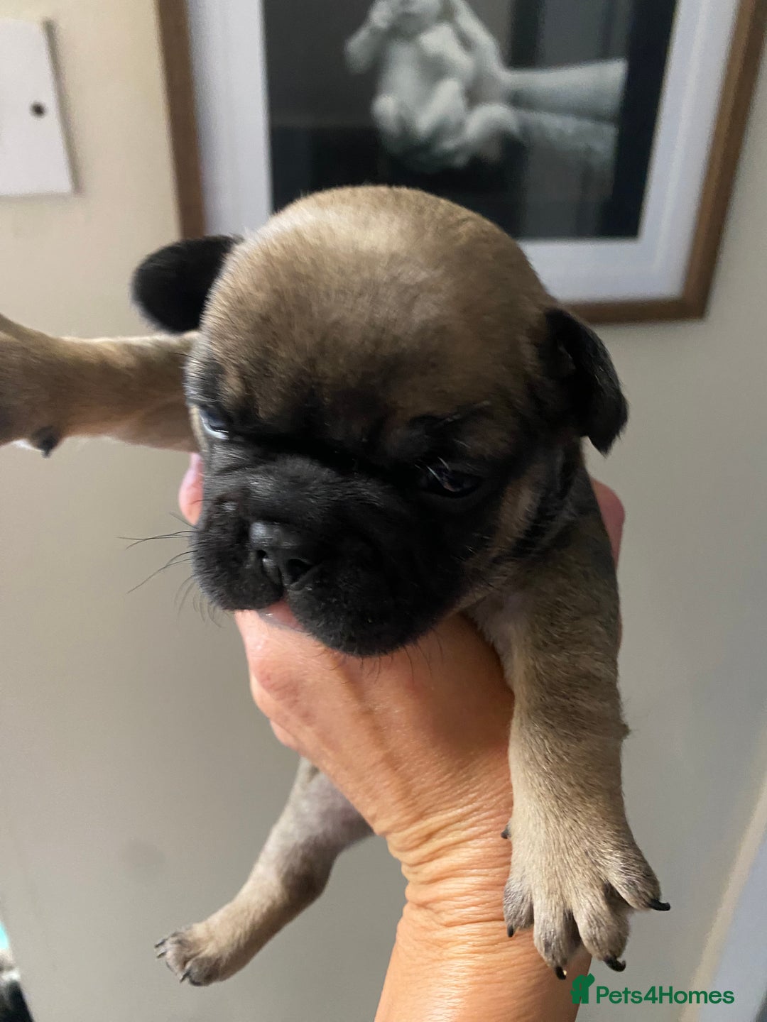 French Bulldog dogs for sale: 2 male French bulldog puppies for sale  - Image 1