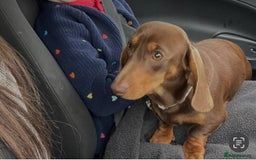 Miniature Dachshund dogs for sale: Miniature smooth dachshunds ready 12th November  - Image 6
