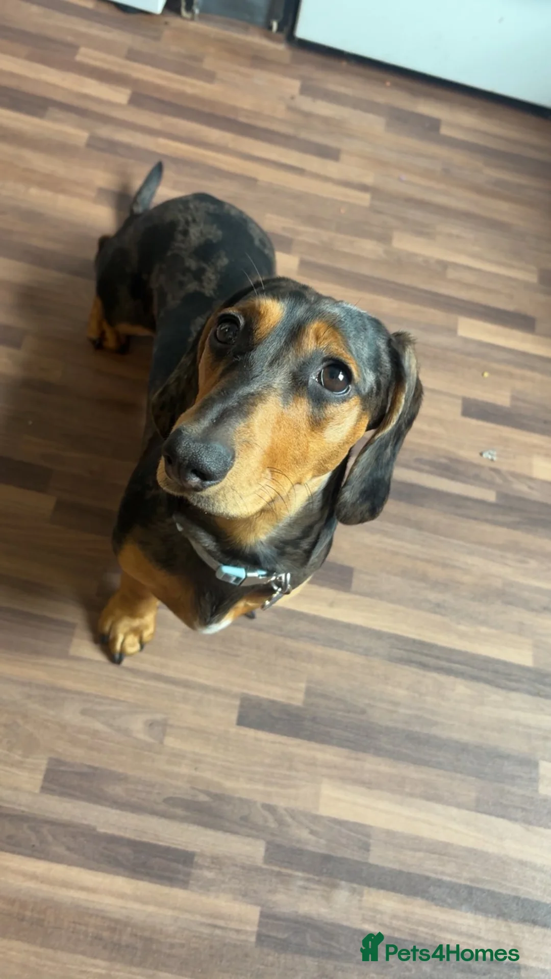 Miniature Dachshund dogs for sale: Miniature dashound  - Advert 3