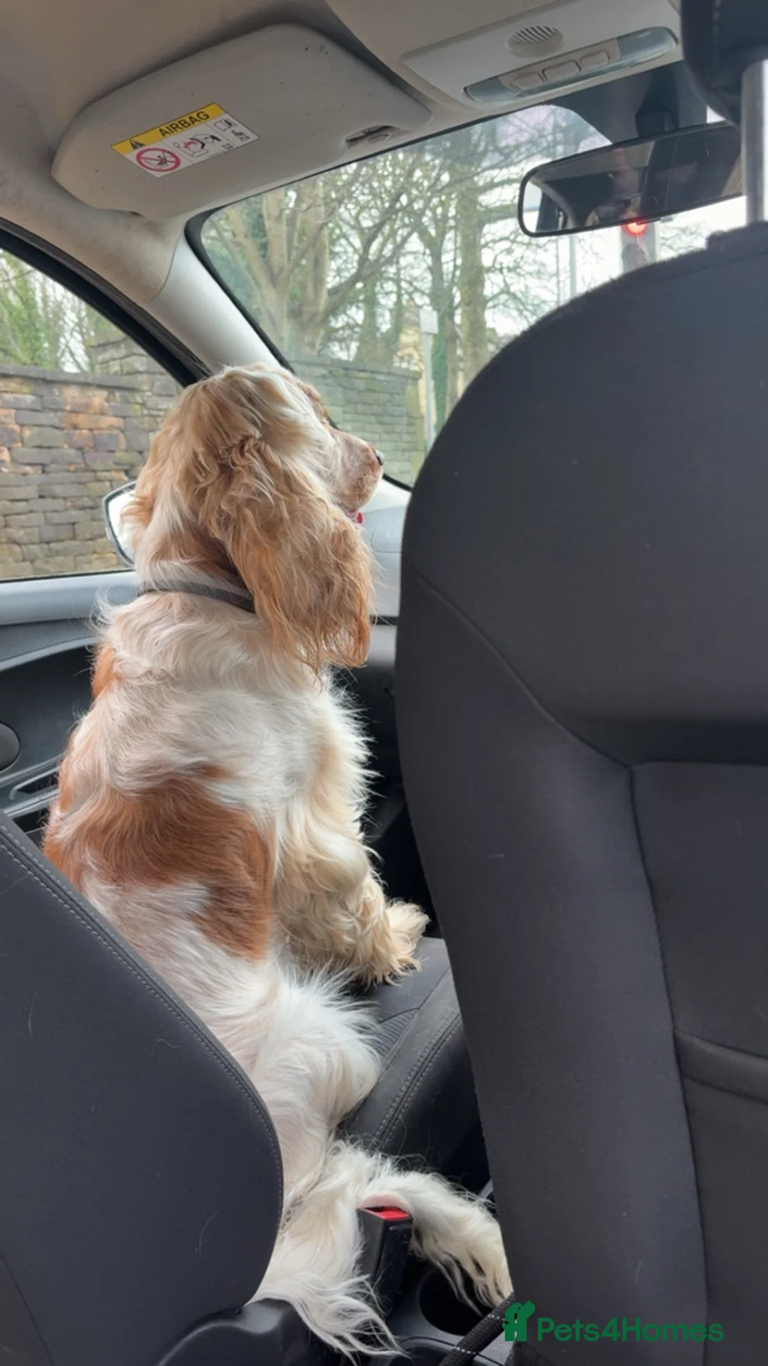 Cocker Spaniel dogs for sale: Oscar  - Advert 6