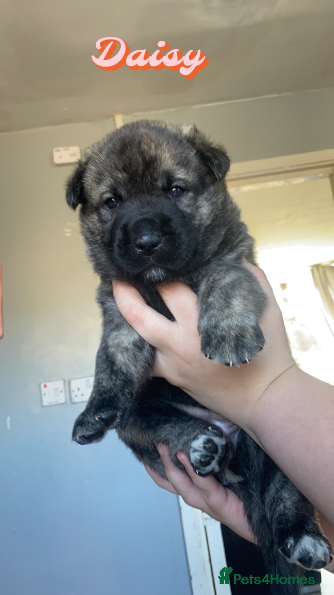 Mixed Breed dogs for sale: Rottweiler cross Akita (rokita) - Image 3