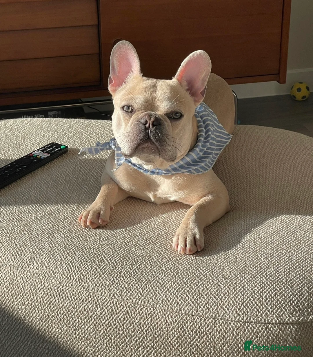 French Bulldog dogs for sale: Fawn Frenchie looking for a forever loving home - Advert 2