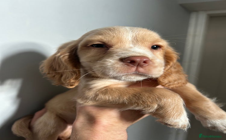 Cocker Spaniel dogs 7 Cocker Spaniel Puppies. 💙💙💙💙🩷🩷🩷 - Advert 11