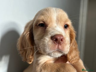 Cocker Spaniel dogs 7 Cocker Spaniel Puppies. 💙💙💙💙🩷🩷🩷 - Advert 2