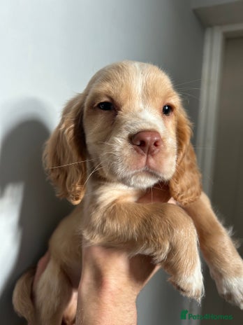 Cocker Spaniel dogs 7 Cocker Spaniel Puppies. 💙💙💙💙🩷🩷🩷 - Advert 1
