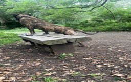 Presa Canario dogs for stud: Working line Presa for stud puppy deals available  - Image 8