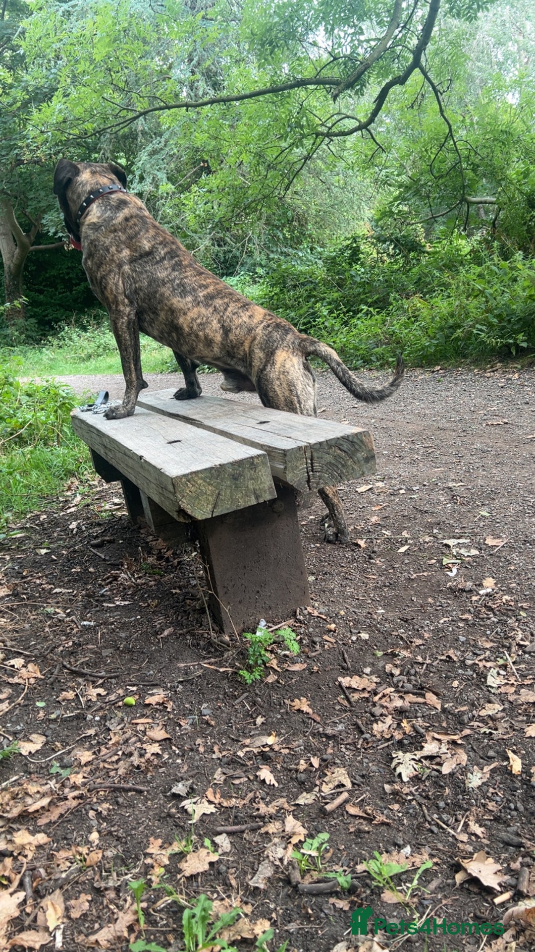 Presa Canario dogs for stud: Working line Presa for stud puppy deals available  - Image 8