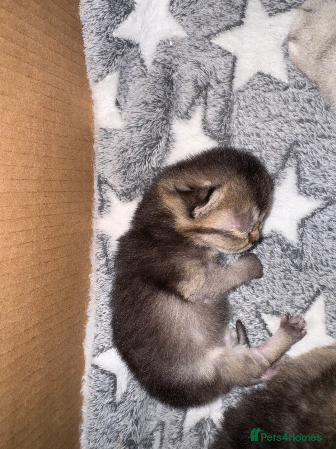 Scottish Fold cats for sale: 2 Stunning Scottish Fold Litters Available - Advert 12