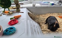 Guinea Pig rodents for sale: 2 x girl gunipgs - Advert 8