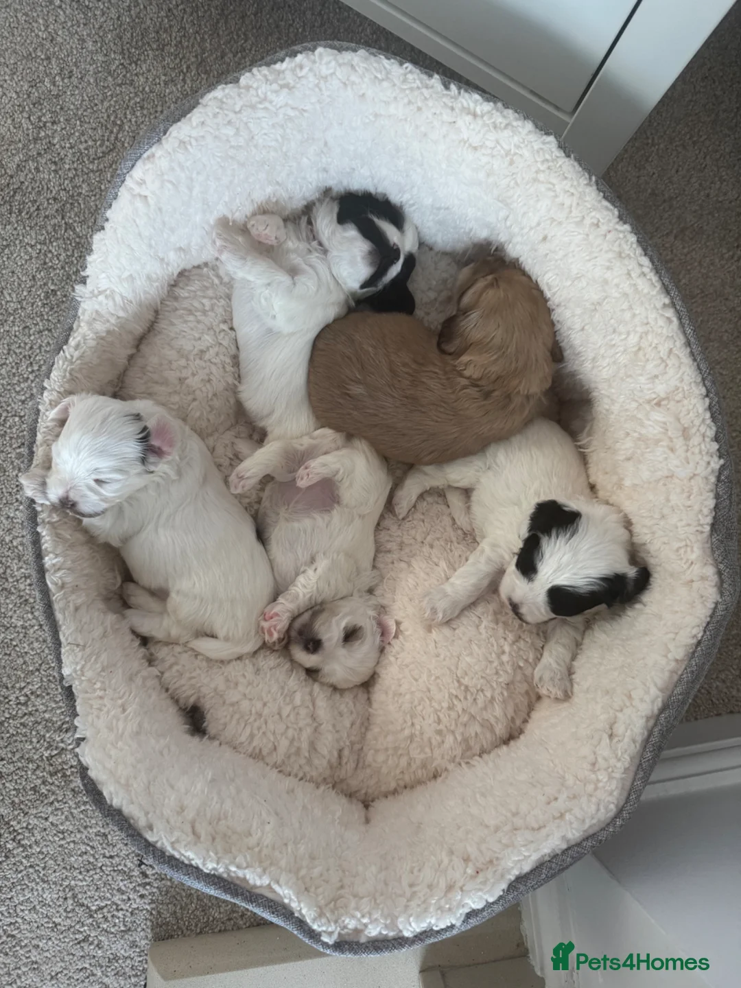 Mixed Breed dogs for sale: 4 female cockapoo x Shih Tzu puppies  - Advert 34