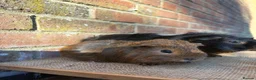 Guinea Pig rodents for sale: Handsome boars  - Advert 4