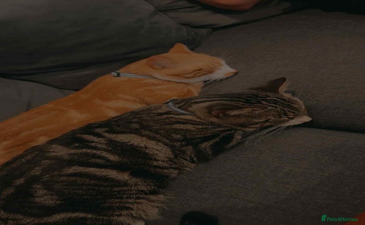 British Shorthair cats - Advert 2