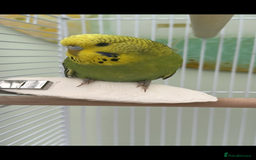 Budgerigars birds for sale: 2 Male Budgies - Image 2