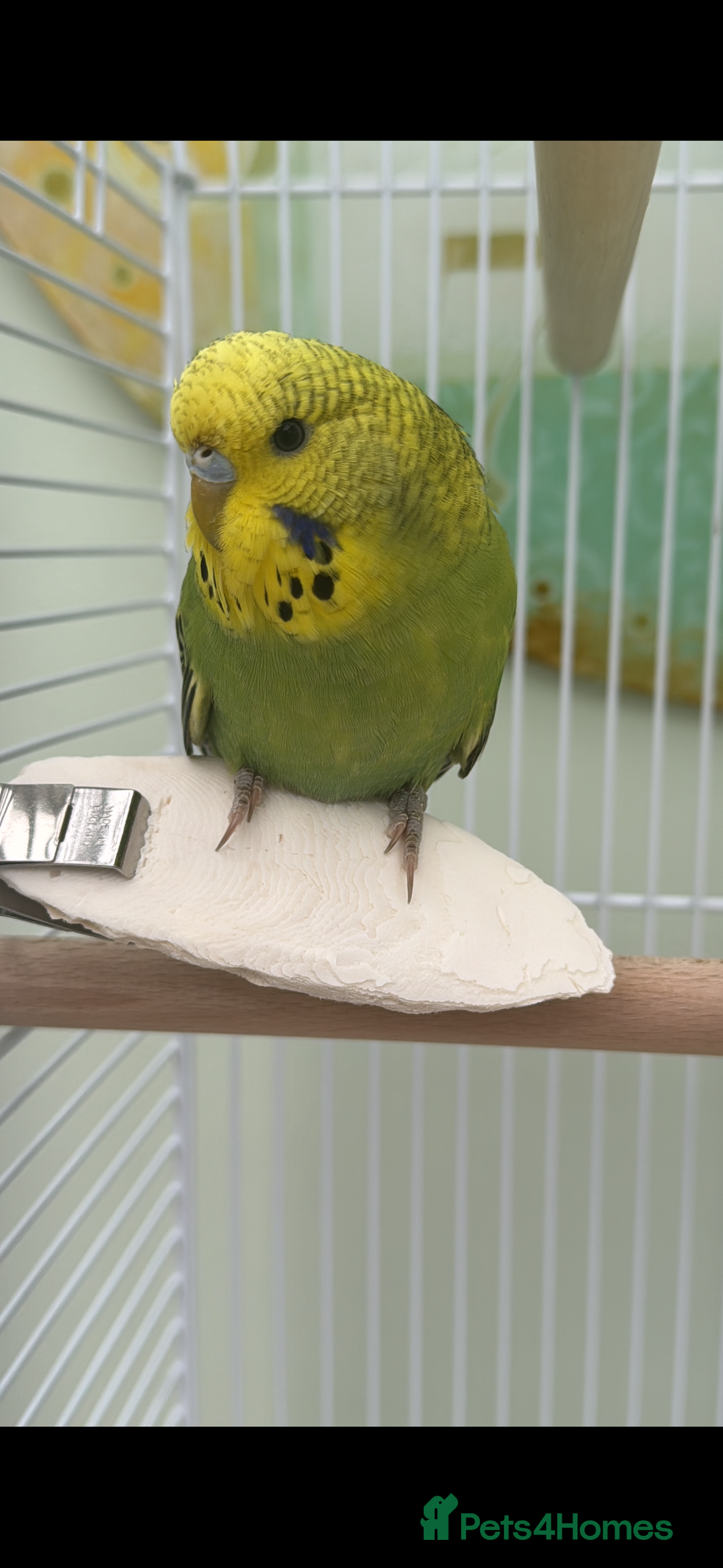 Budgerigars birds for sale: 2 Male Budgies - Image 2