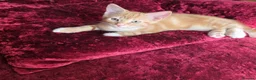 Mixed Breed cats for sale: Beautiful litter of kittens in Bournemouth - Advert 8