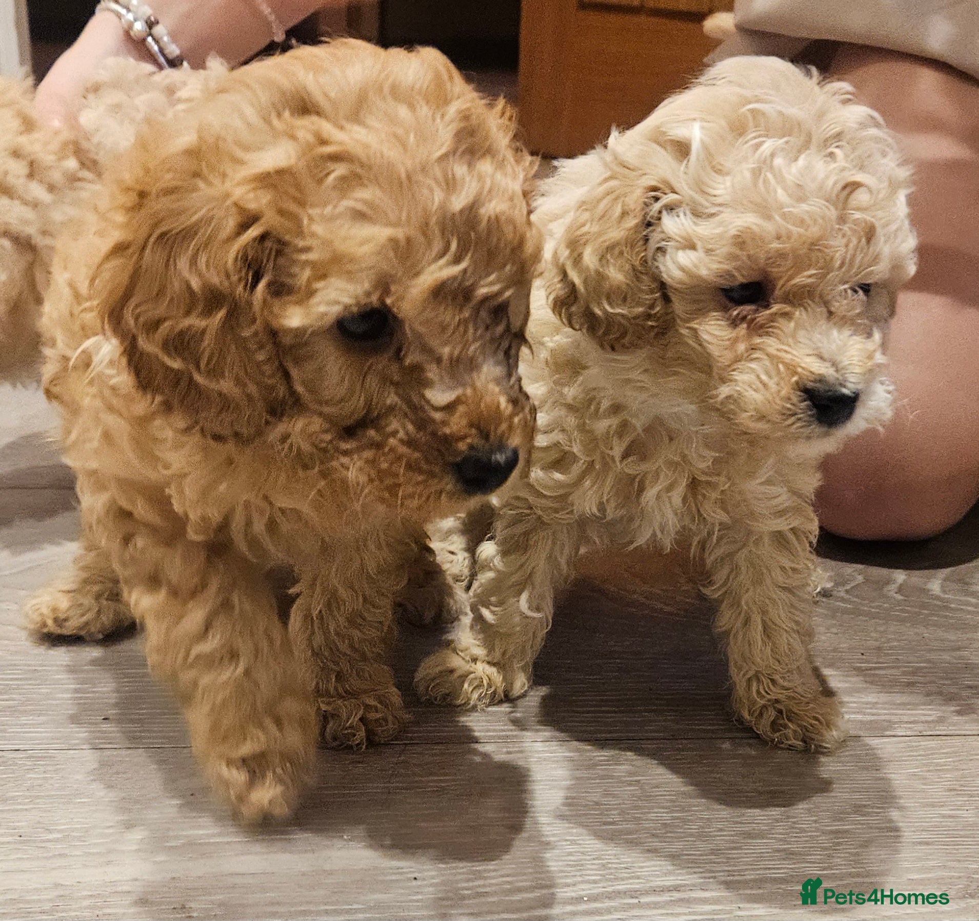 Toy Poodle dogs Beautiful Toy Poodles - 3 Boys and 2 Girls - Advert 17
