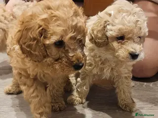 Toy Poodle dogs Beautiful Toy Poodles - 3 Boys and 2 Girls - Advert 17