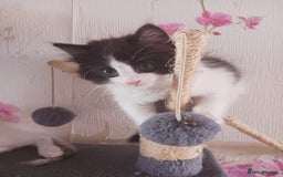 Ragdoll cats for sale: CUTE SOLID RAGDOLL KITTENS  - Image 12