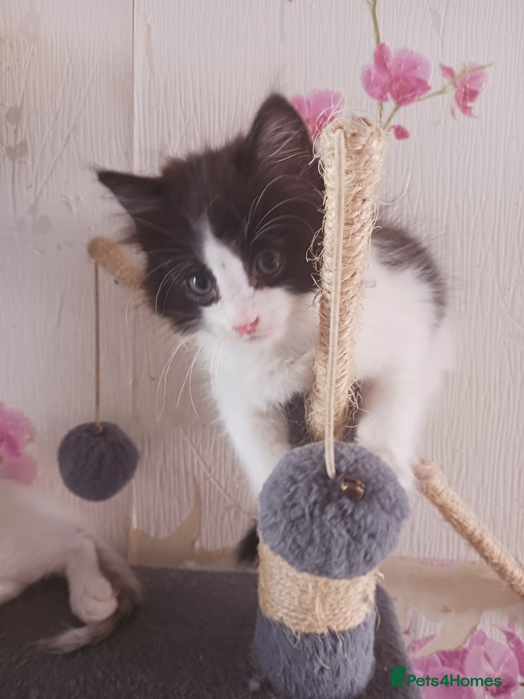 Ragdoll cats for sale: CUTE SOLID RAGDOLL KITTENS  - Image 12
