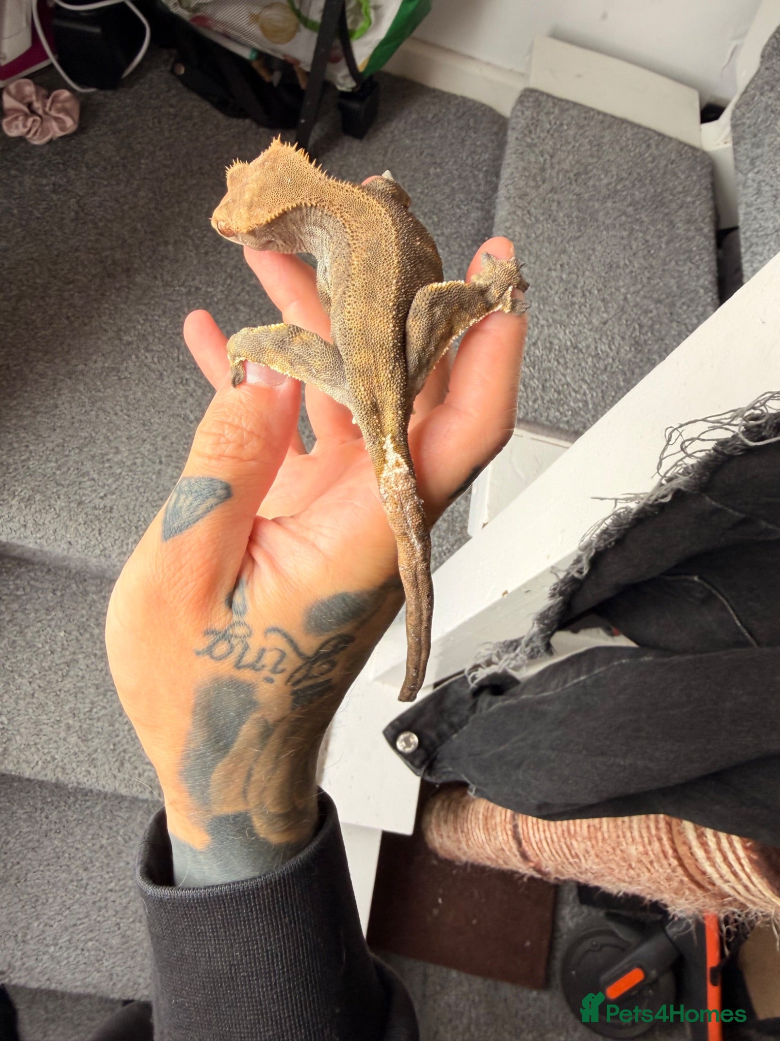 Gecko reptiles Crested gecko breeding pair - Advert 10