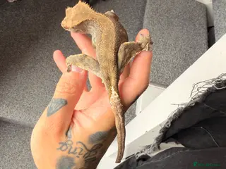 Gecko reptiles Crested gecko breeding pair - Advert 10