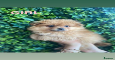 Pomeranian dogs - Advert 7
