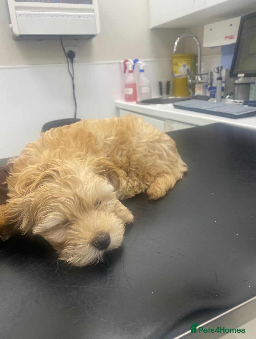 Maltipoo dogs for sale: Maltipoo puppy - 14 wks  - Image 6