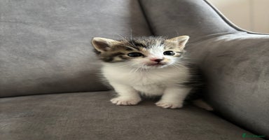 Mixed Breed cats - Advert 4