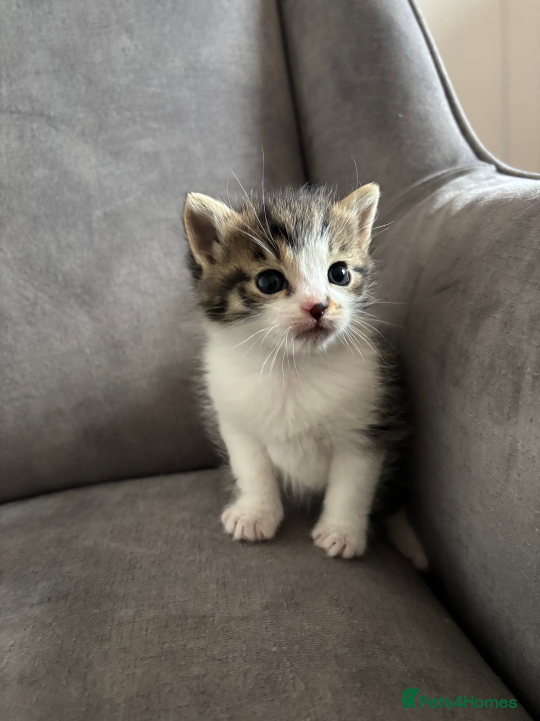 Mixed Breed cats for sale: Kittens MaineCoon x Bengal 8 weeks ready today  - Image 7