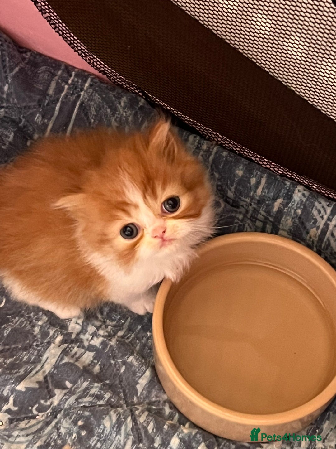 Persian cats for sale: Pure Persian baby's ready to lovely home   - Image 4