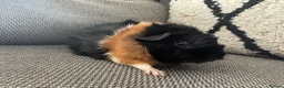 Guinea Pig rodents for sale: Female guinea pig  - Advert 4