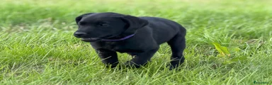 Labrador Retriever Puppy 7