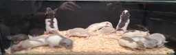 Rat rodents for sale: Baby Dumbo Rats Males and Females available - Advert 10