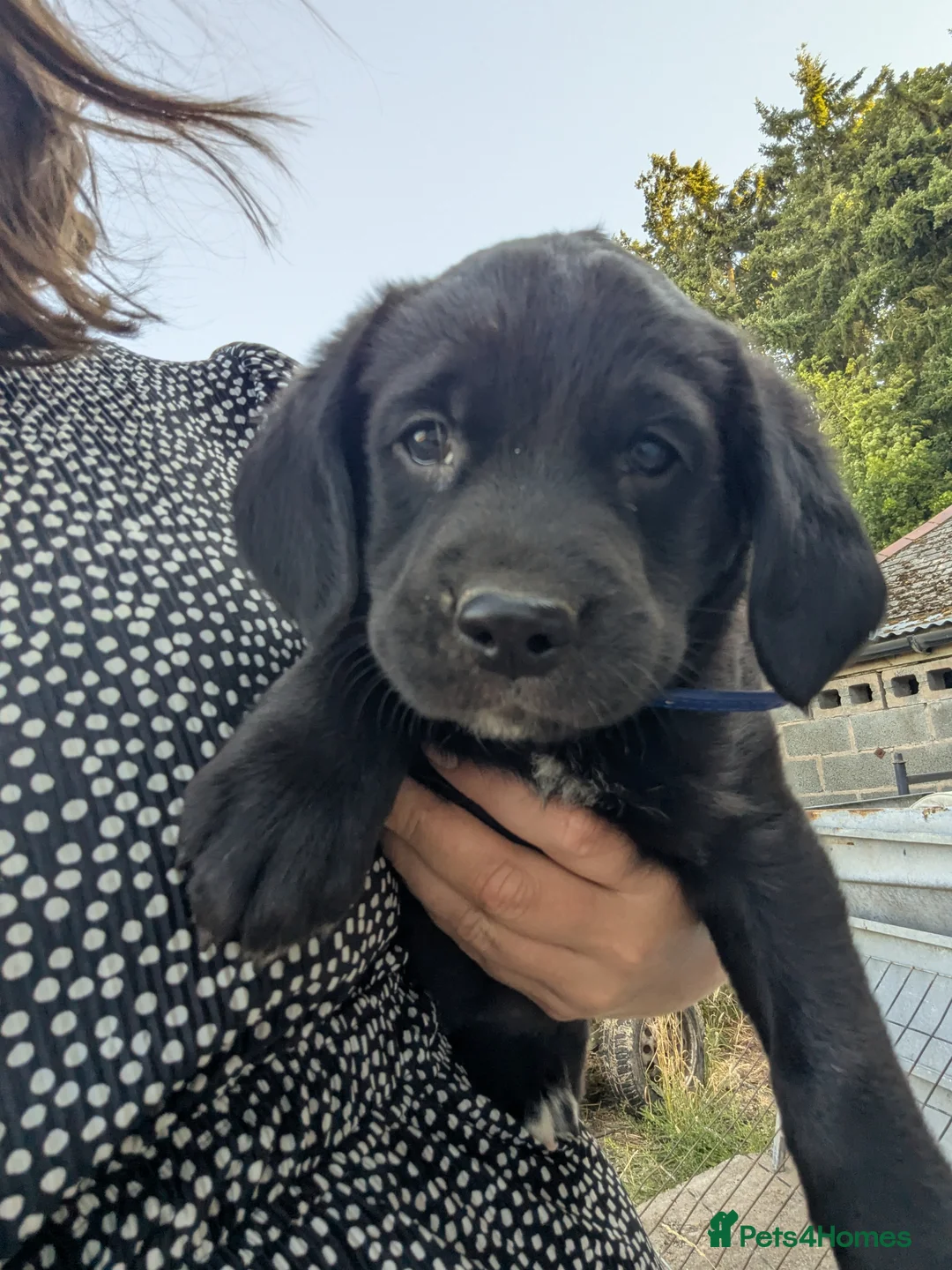 Mixed Breed dogs for sale: Gorgeous Kelpie cross/ golden retriever puppies  - Advert 18