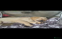 Golden Retriever dogs for sale: KC Registered Golden Retriever Puppies - Image 9