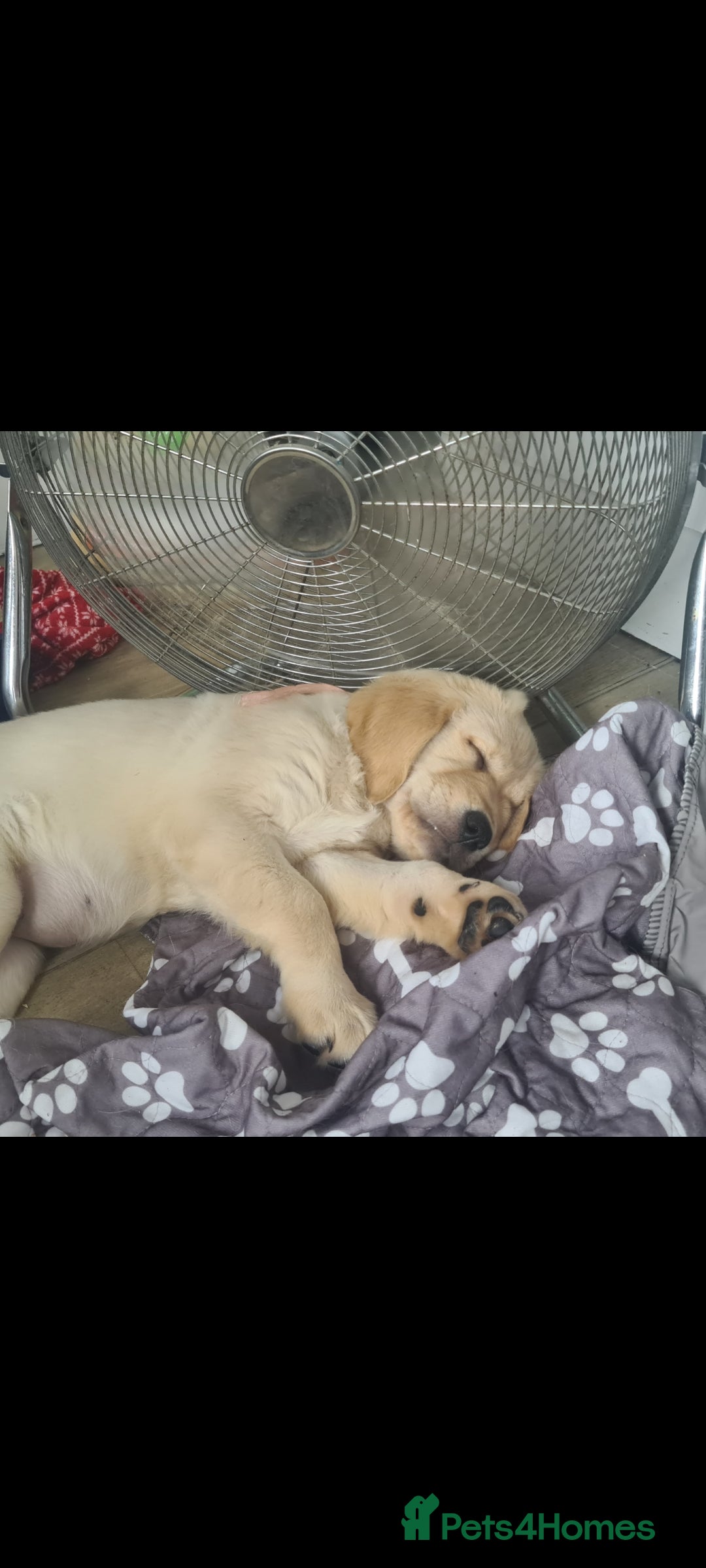 Golden Retriever dogs for sale: KC Registered Golden Retriever Puppies - Image 9