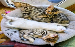 Bengal cats for sale: BENGALPARADISE KITTENS  - Image 5
