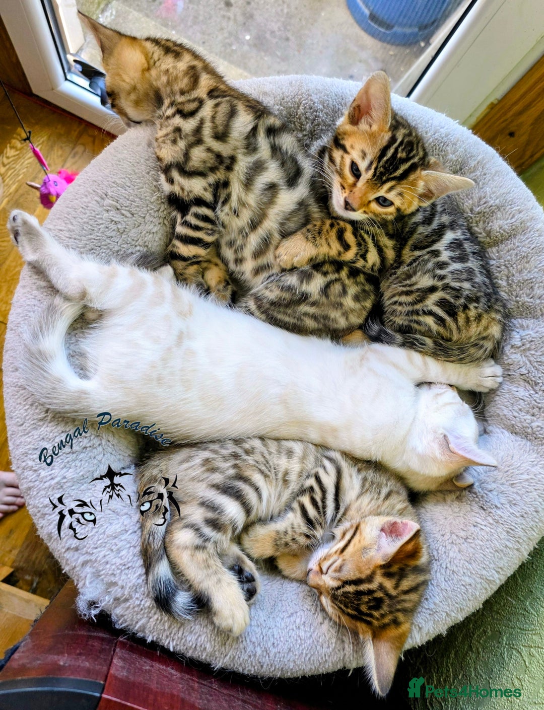Bengal cats for sale: BENGALPARADISE KITTENS  - Image 5