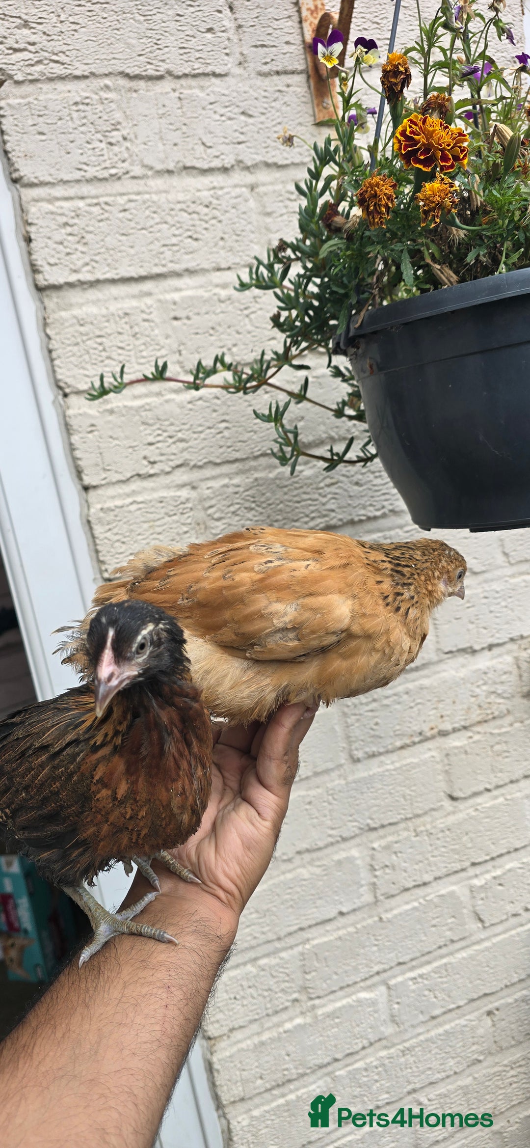 Chickens poultry for sale: two hens and two roosters  - Image 1