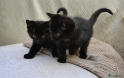 Mixed Breed cats for sale: Beatiful Maine-Coone/Bombay Kittens - Image 8