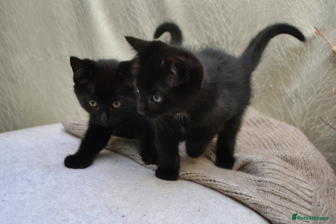Mixed Breed cats for sale: Beatiful Maine-Coone/Bombay Kittens - Image 8